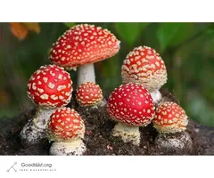 Amanita Muscaria for Depression